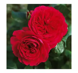 Саженцы роз флорибунда Ред Леонардо Да Винчи