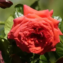 Саженцы плетистой розы Май Таур