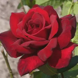 Саженцы чайно-гибридной розы Зуммер Дуфт