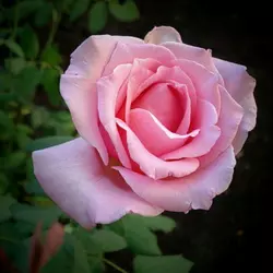 Саженцы чайно-гибридной розы Эйфель Тауэр