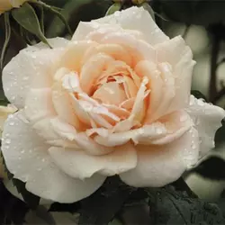 Саженцы роз флорибунда Лайонс Роуз