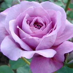 Саженцы чайно-гибридной розы Блю Парфюм