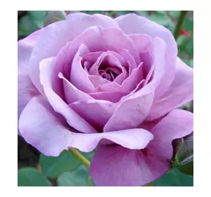 Саженцы чайно-гибридной розы Блю Парфюм