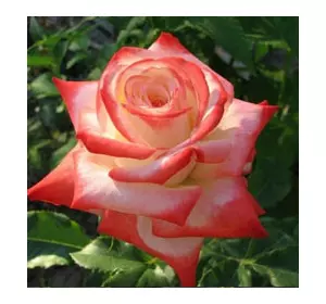 Саженцы чайно-гибридной розы Императрица Фарах