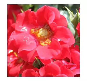 Саженцы почвопокровной розы Альпенглюэн