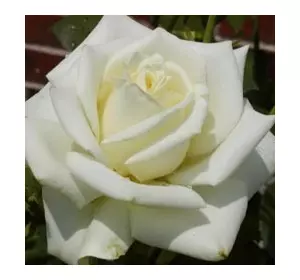 Саженцы чайно-гибридной розы Полар Стар
