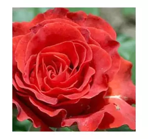 Саженцы чайно-гибридной розы Эль Торо