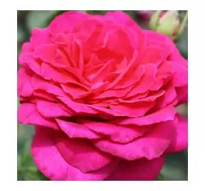 Саженцы чайно-гибридной розы Биг Перпл