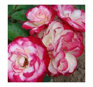 Саженцы роз флорибунда Жюбиле дю Принц де Монако