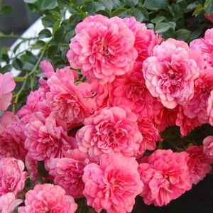 Саженцы почвопокровных роз Саженцы почвопокровных роз