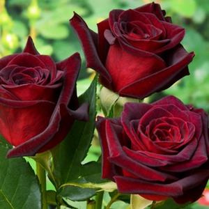 Саженцы чайно-гибридных роз Саженцы чайно-гибридных роз