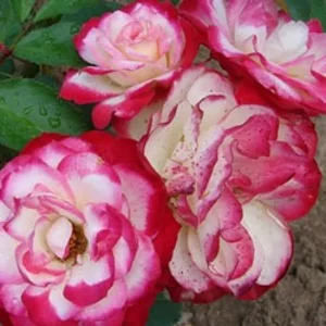 Саженцы роз флорибунда Саженцы роз флорибунда